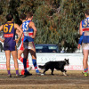 2017 Round 17 - Vs Vermont (Around the ground)